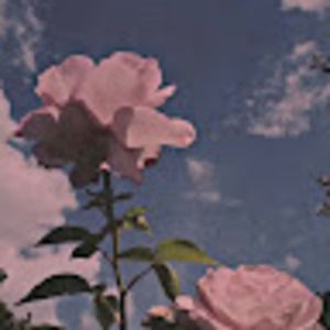 Meet your Posher, Molly